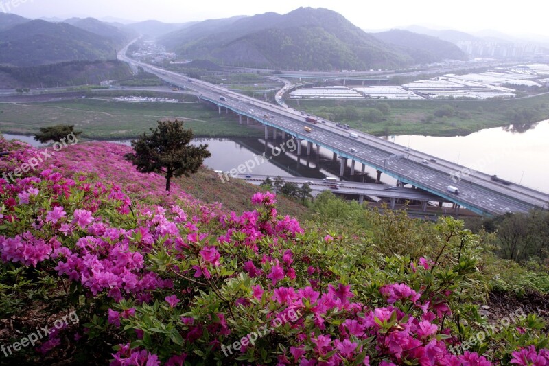 Operation Red Highway To Spring Rhododendron Indicum Sweet Gil