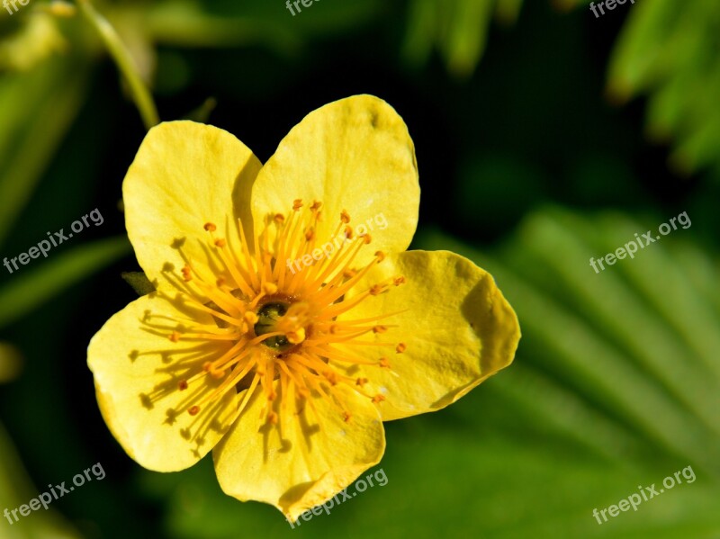 Flower Public Record Nature Yellow Flower Yellow Flowers