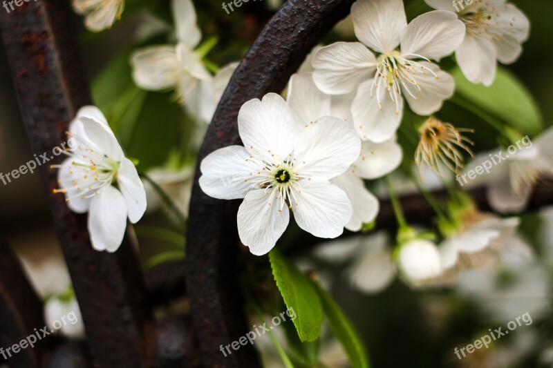 Flowers Cherry Flowers Spring Three Flowers White Flowers Free Photos