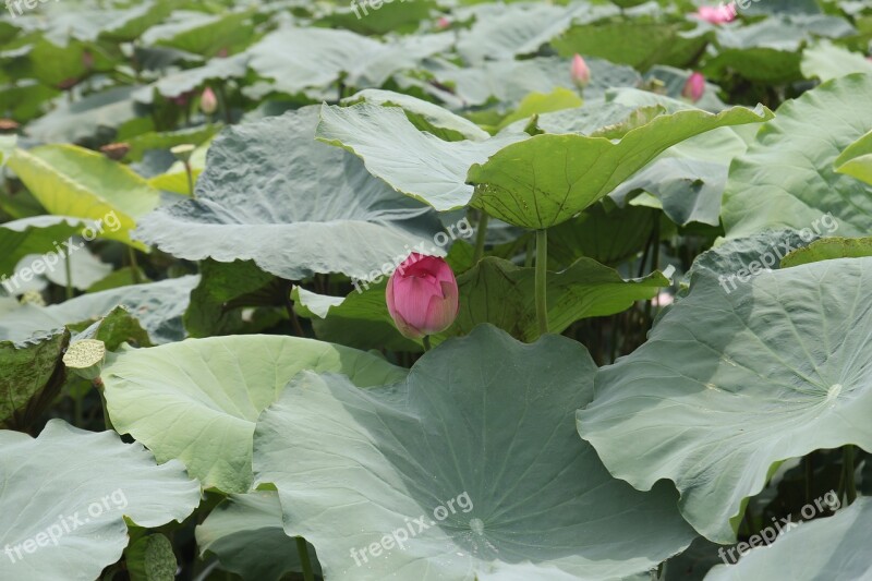 Dress Flower Lotus Pink Flowers Large Leaf