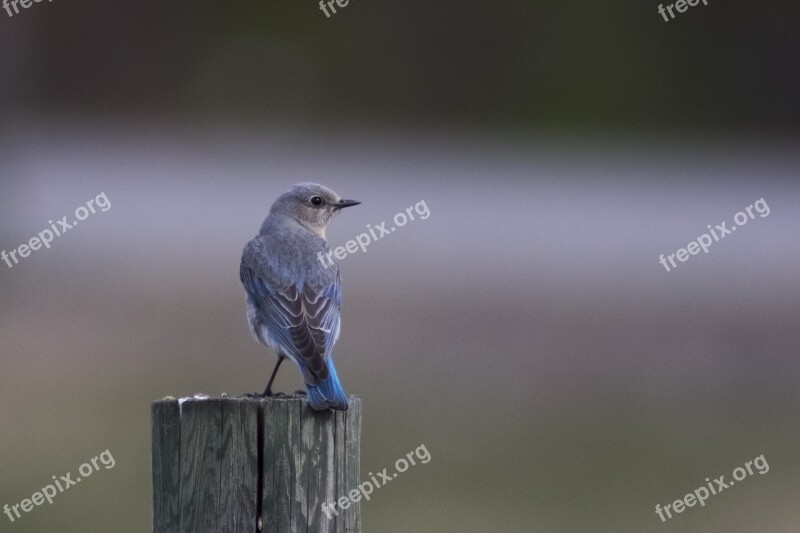 Bluebird Female Canadian Rocky Mountains Bc Bird