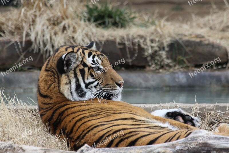 Tiger Zoo Laying Down Spring Tulsa