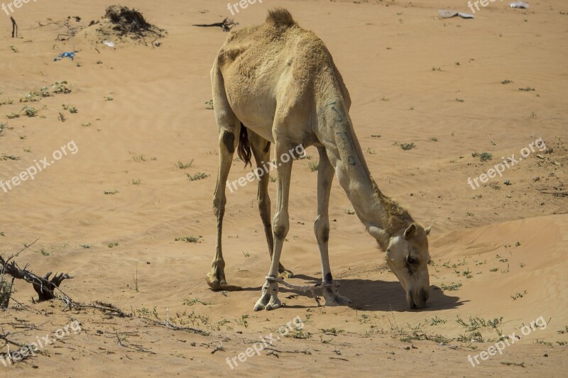 Camel Camels Desert Deserts Africa