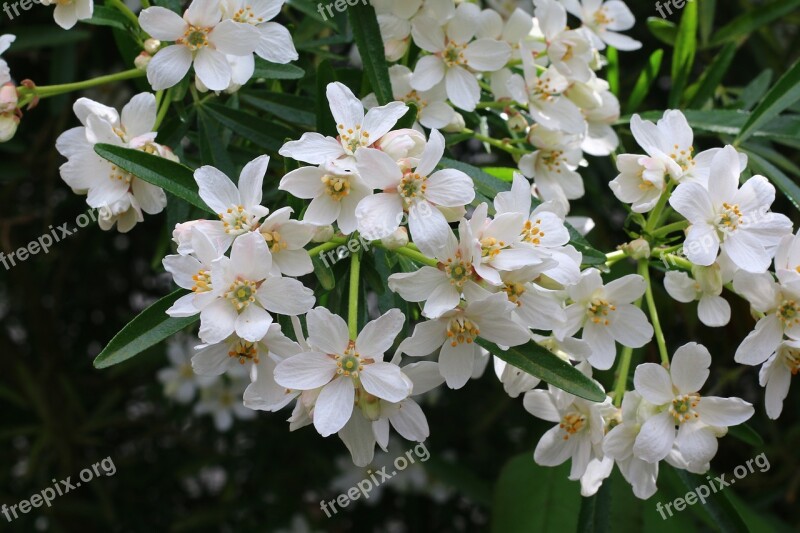 Orange Mexico Shrub Flowers White Garden