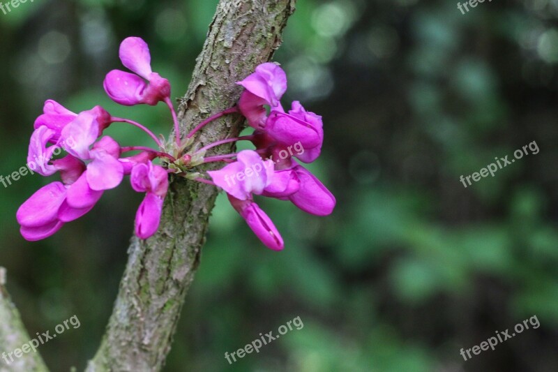 Tree Of Judea Pink Flowers Cercis Siliquastrum Spring Free Photos