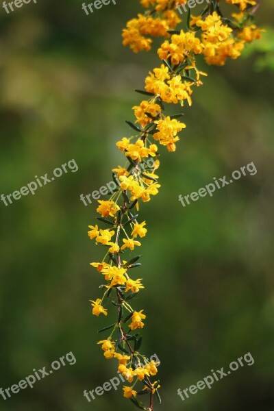 Berberis Yellow Flower Shrub Spring Garden