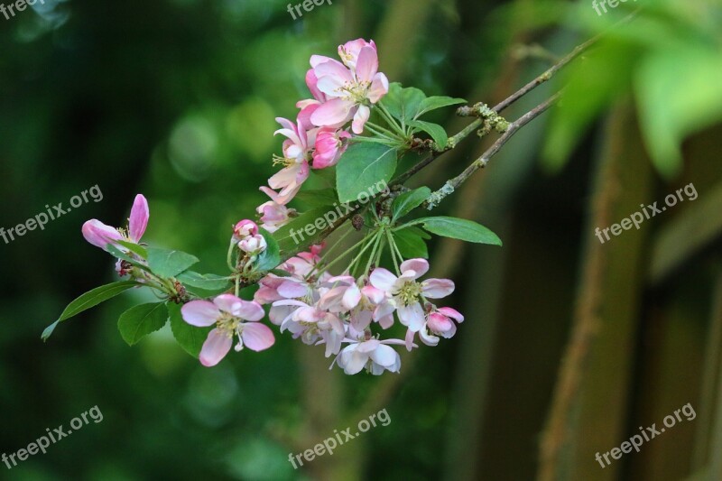 Malus Flowers Apple Garden Pink