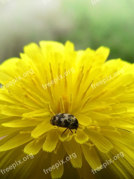 Flower Dandelion Beetle Zigzag Yellow Flower