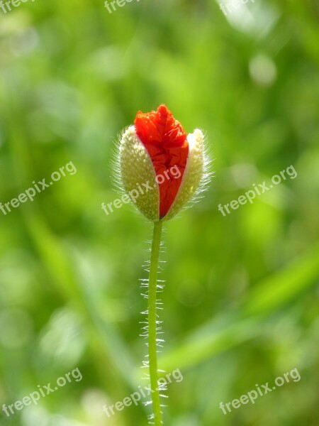 Cocoon Poppy Ababol Rosella Spring