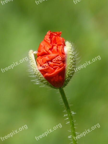 Cocoon Poppy Ababol Rosella Spring