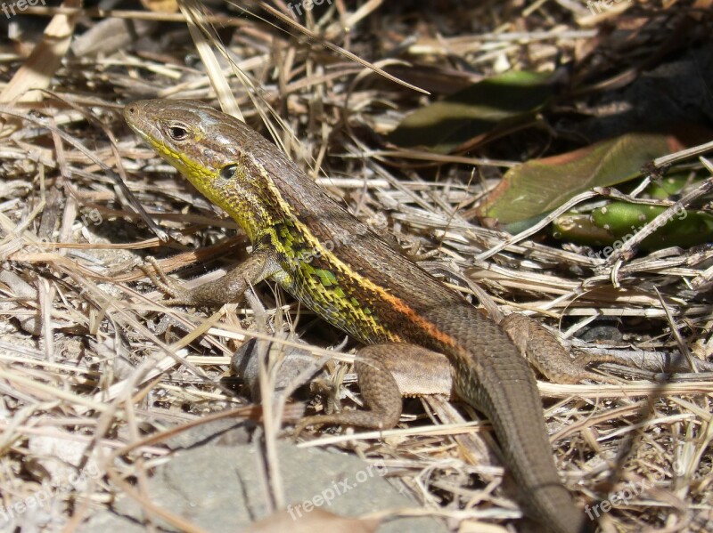 Lizard Sargantana Reptile Scales Detail