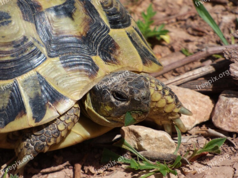 Mediterranean Tortoise Herbivorous Natural Park Of Montsant Protected Species Priorat