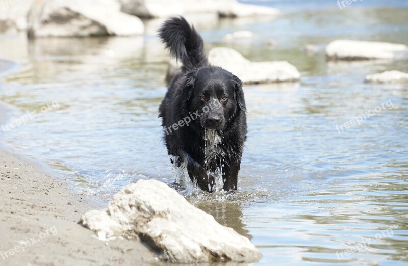 Animals Dog Fun Dog Plays Pet Photography