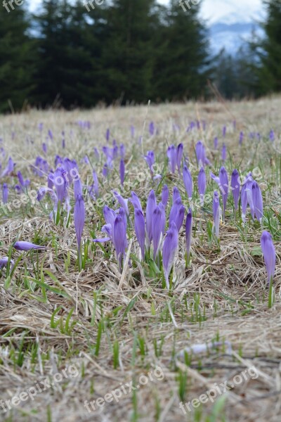 Krokus Crocus Tatry Mountains Spring