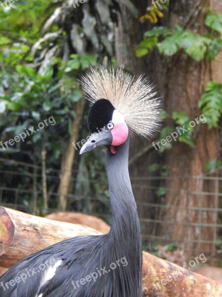 Bird Safari Animal Nature Wild