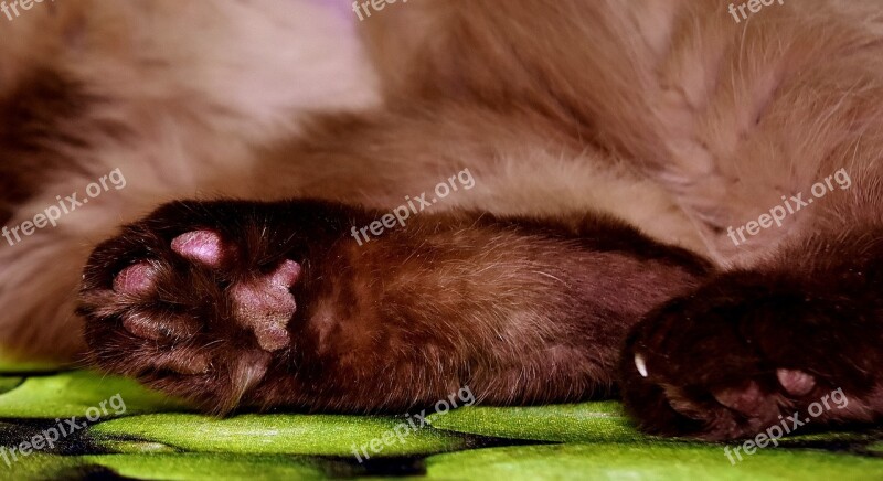 Cat's Paw Brown British Shorthair Domestic Cat Paw Print