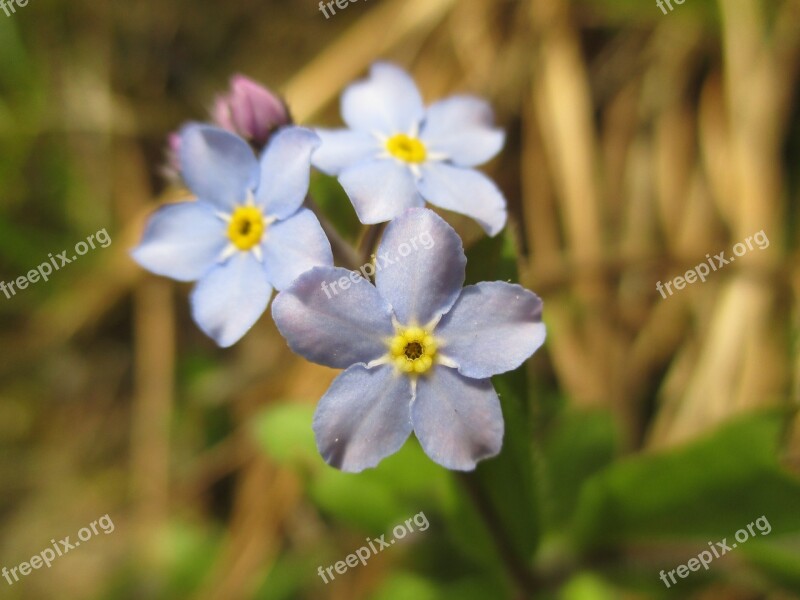 Nots Field Flowers Wildflowers Macro Blue