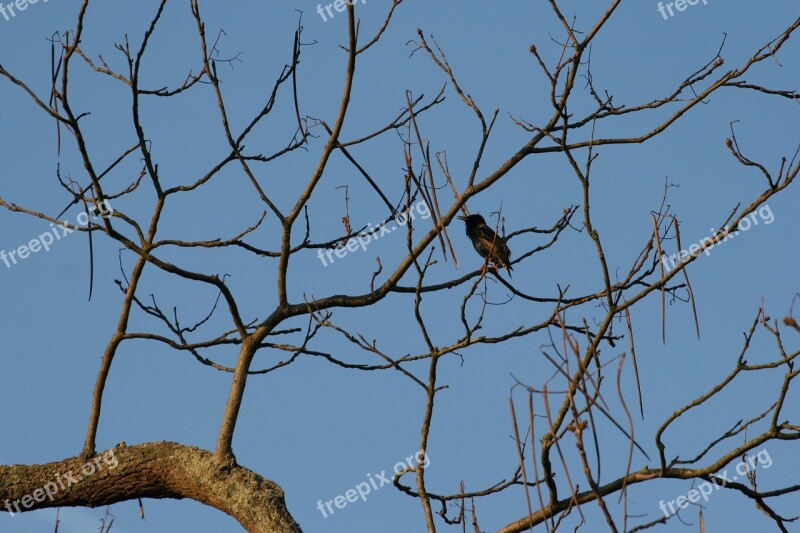 Blackbird Tree Spring Blue Air