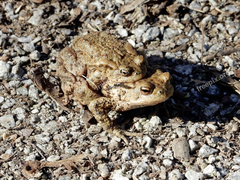 Common Toad Hike Pairing Toad Migration Free Photos