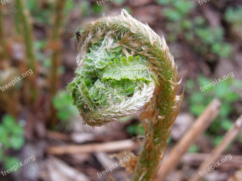 Fern Forest Nature Flora Plant