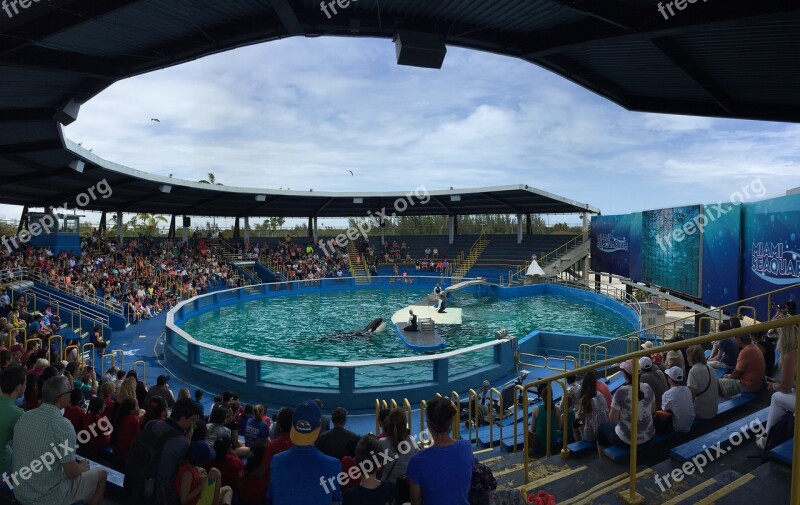 Miami Seaquarium Dolphins Killer Wales Show Animal