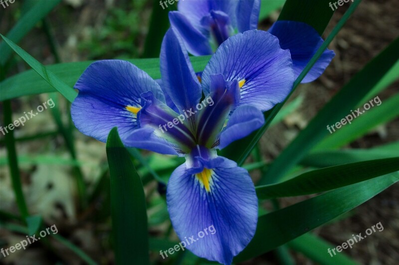 Iris Bloom Flower Spring Blooming