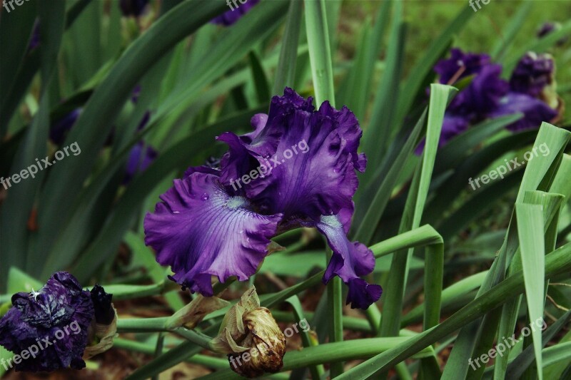 Bearded Iris Bloom Bearded Blossom Floral