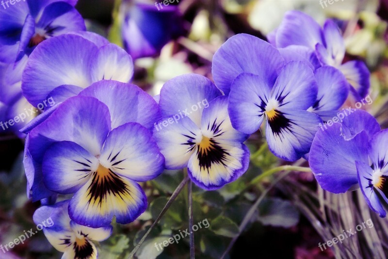 Flowers Garden Violets Spring Floral