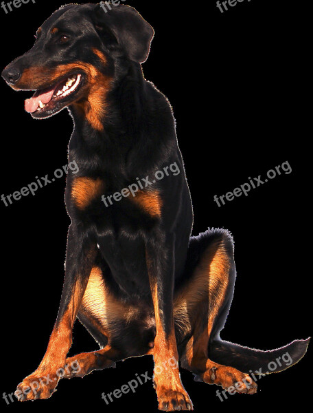 Isolated Doberman Dog Sweet Animal Portrait