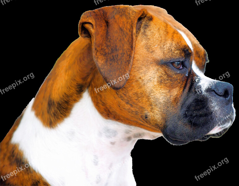 Isolated Boxer Dog Animal Portrait Animal