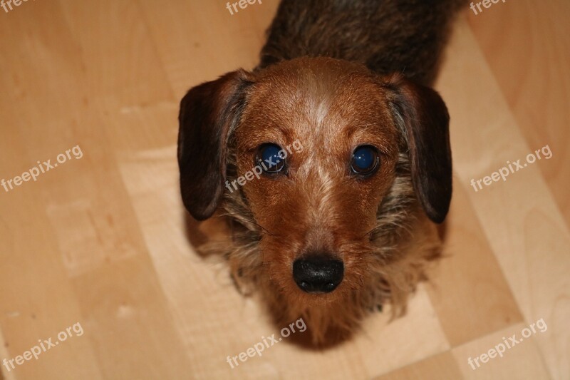 Dachshund Dog Portrait Dog Look Pet