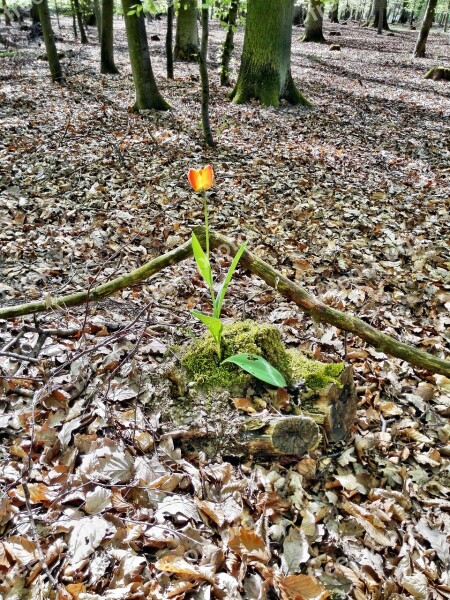 Tulip Forest Rarely Miracle Flower