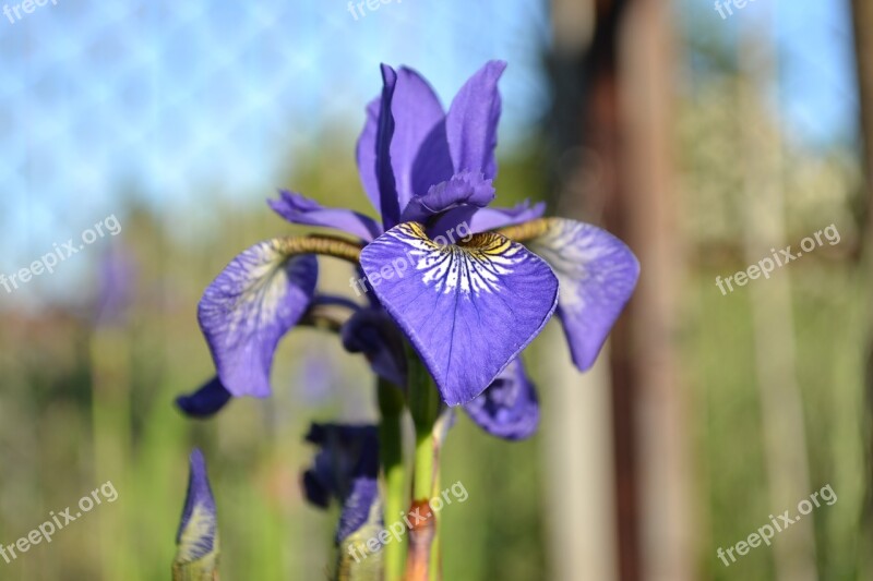 Iris Flower Plant Closeup Nature