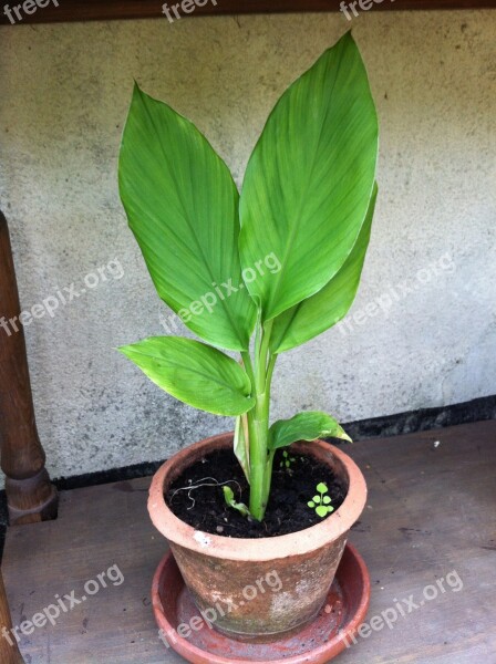 Turmeric Plant Herbs Medicinal Plant Free Photos