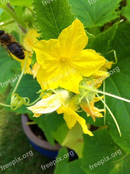 Vegetables Cucumber Plant Garden Free Photos