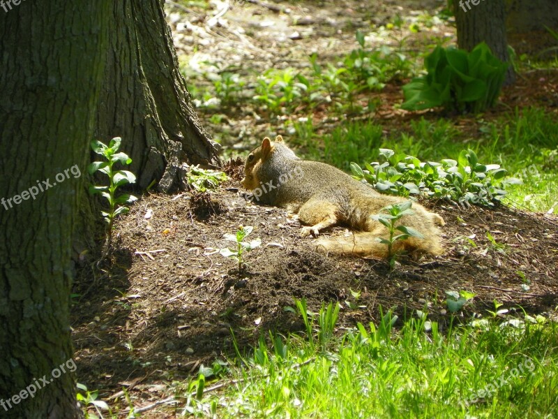 Animal Squirrel Lounging Mammal Wildlife