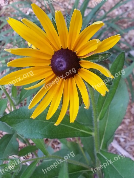 Black-eyed Susan Rudbeckia Yellow Flower Floral