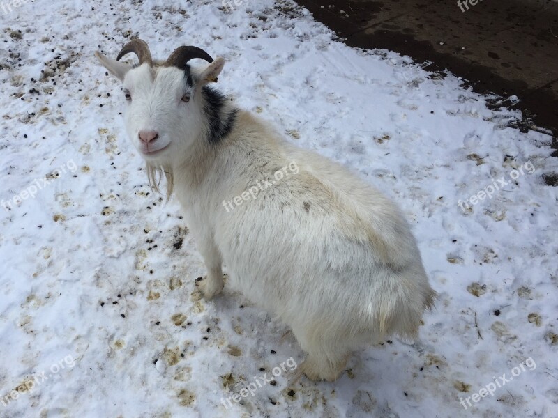 Goat Farm Pet Goats Home