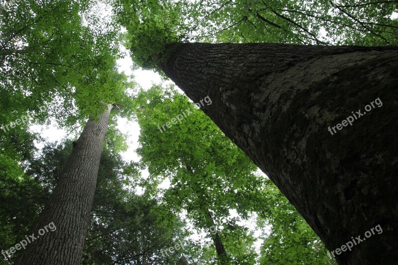 Earth Day Trees Tree Forest Free Photos