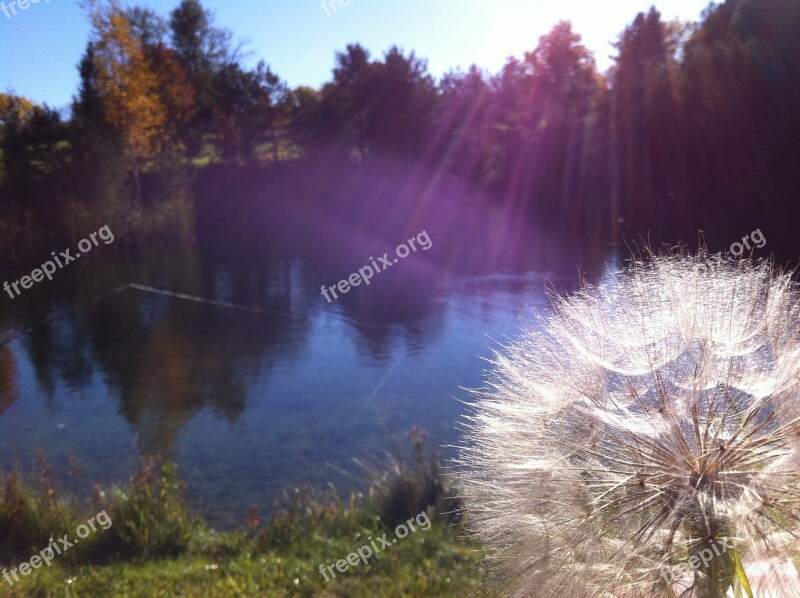 Dandelion Sun Rays Nature Pond Free Photos