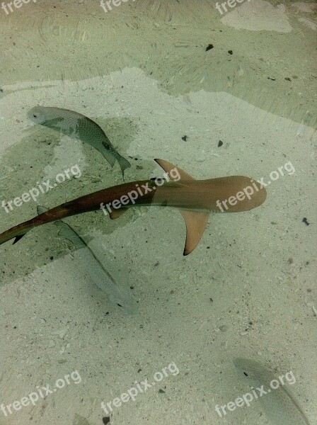 Baby Shark Shark Malaysia Animal Ocean