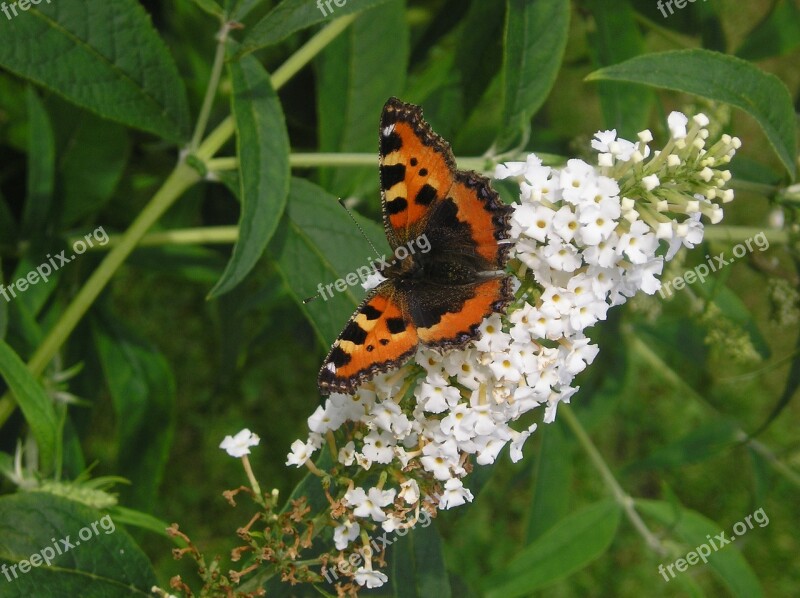 Butterfly Summer Lilac Brown Black Free Photos