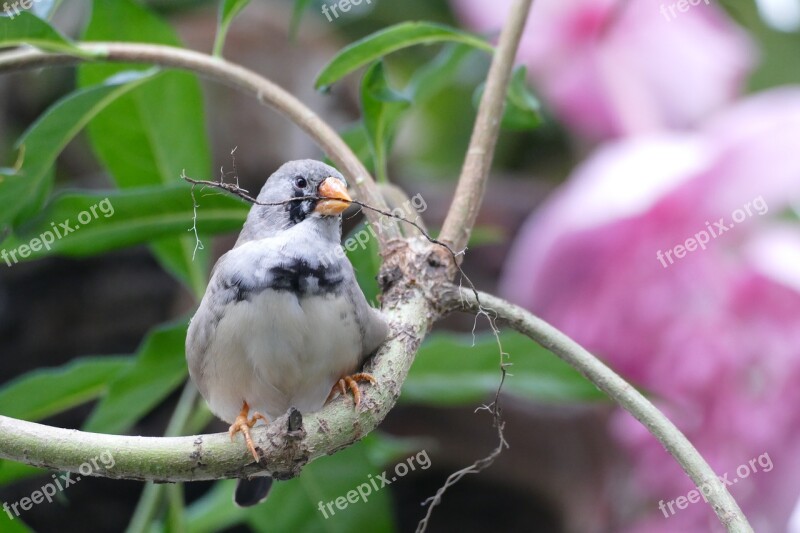 Bird Preparing House Waiting For