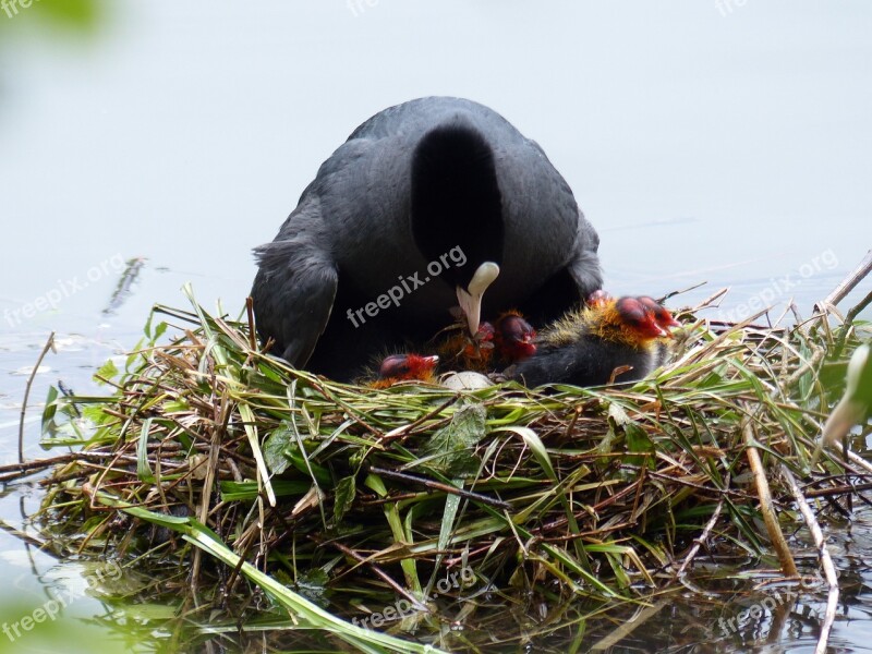 Nest Chicken Nature Young Birds Spring