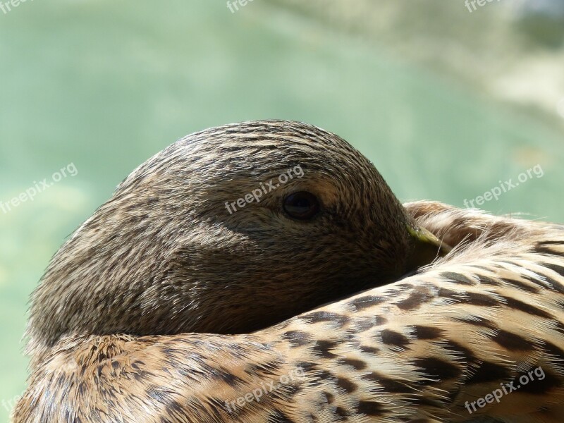 Duck Eyes Tired Head Animal