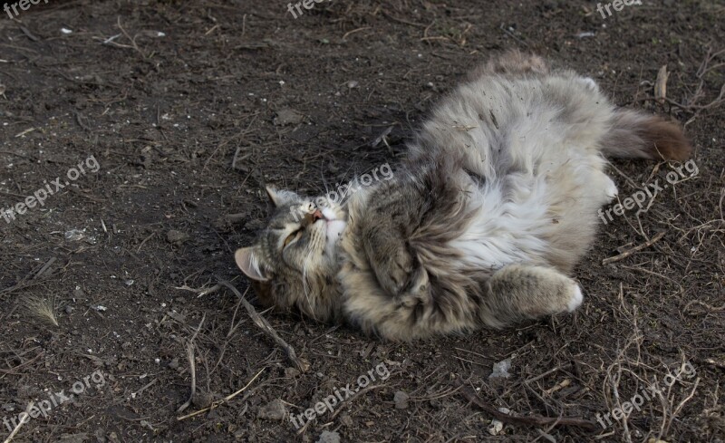 Cat Spring Dry Grass Free Photos