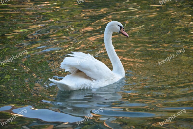 Swan White Majestic Animal Plumage