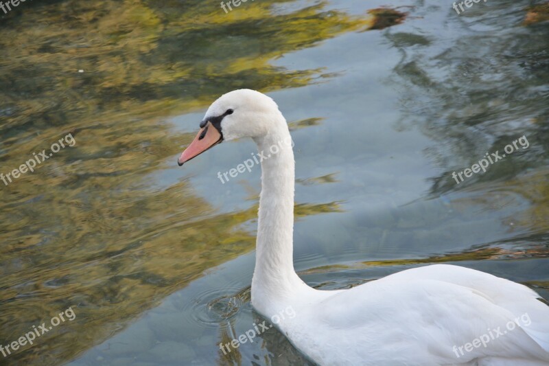 Swan Majestic Feathers White Nature