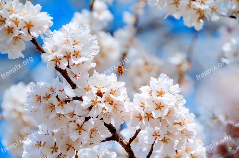 Cherry Blossoms Spring Flowers Japan Blue Sky