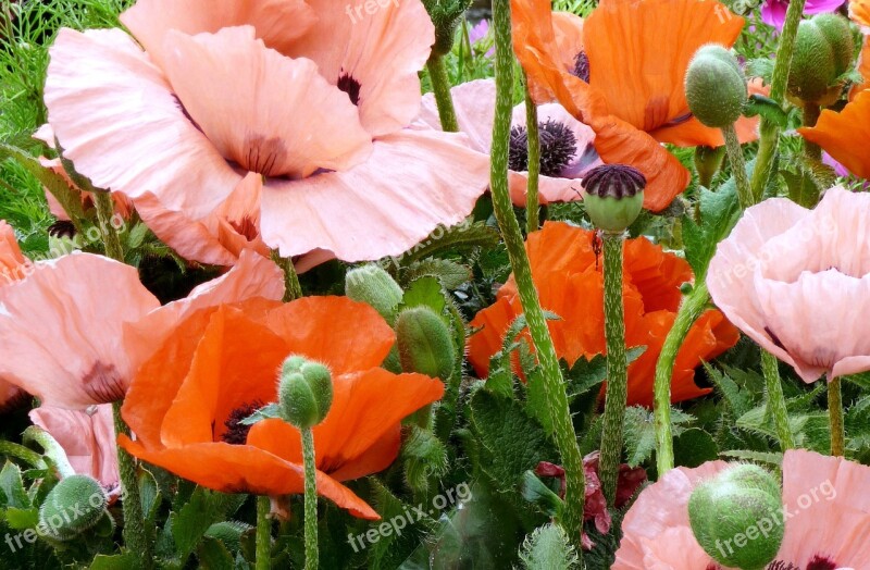 Poppies Flowers Garden Confusion The Plethora Of